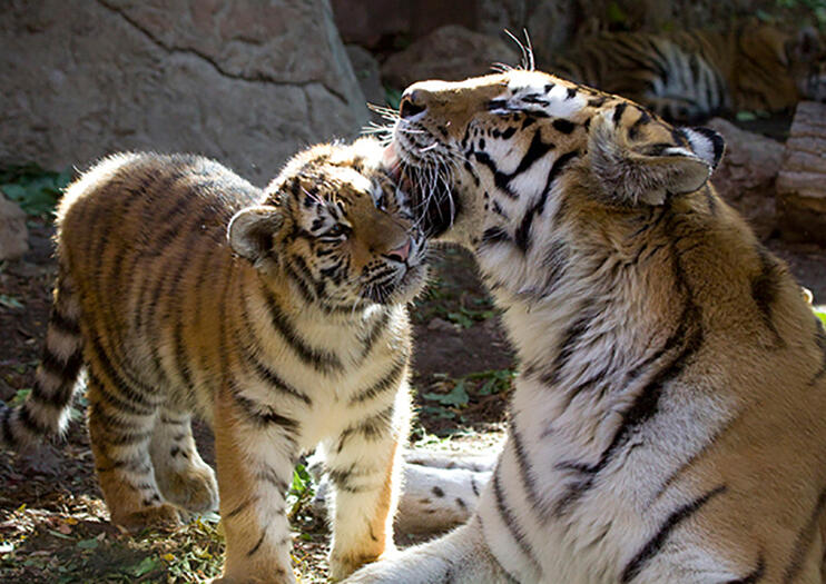 Denver Zoo